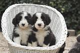 BEARDED COLLIE 475